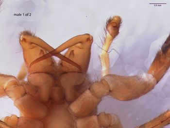 Media type: image; Invertebrate Zoology 22010